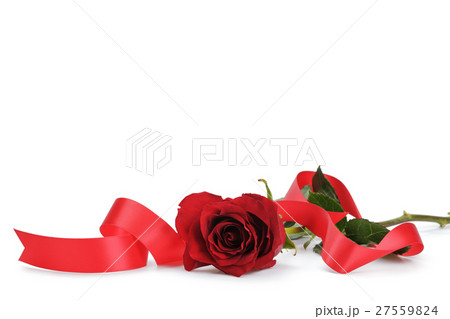 fresh red rose with ribbon isolated over white fresh red rose with ribbon isolated over white 27559824