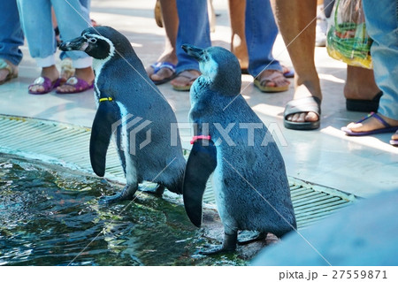 ペンギン（Penguin）、動物園（Zoo）、サファリ（Safari） 27559871
