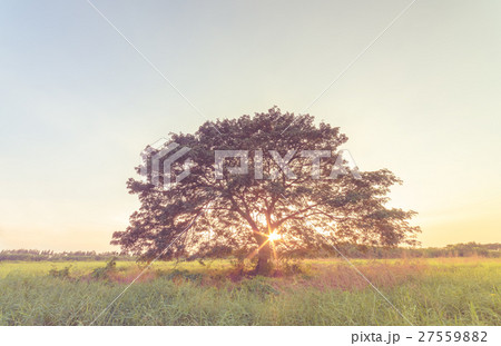 Giant rain tree on green fields at sunset  27559882