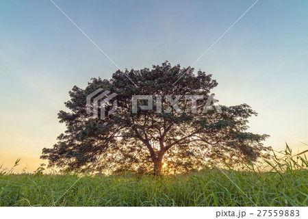 Giant rain tree on green fields at sunset 27559883