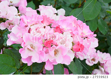 バラの花－ブーケ風 27559923