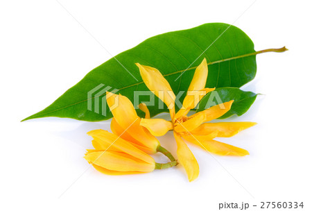 Champaka on white background Champaka on white background 27560334