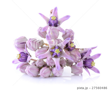 Crown flower on white background 27560486