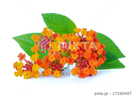 yellow flower on white background 27560487