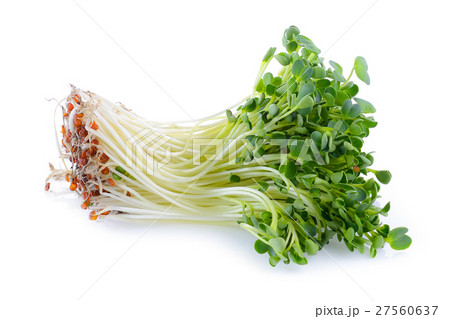 kaiware sprout, japanese vegetable or watercress kaiware sprout, japanese vegetable or watercress 27560637