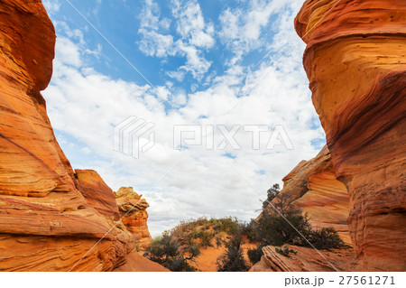 South coyote South coyote 27561271