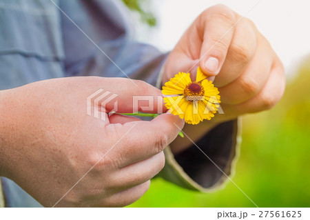 Man pulling petals from flower 27561625
