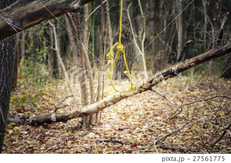 Gallows noose in the dark forest  27561775