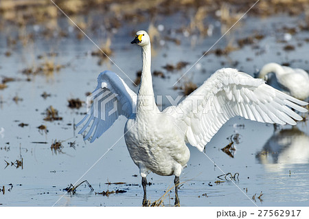 翼を広げる白鳥の写真素材