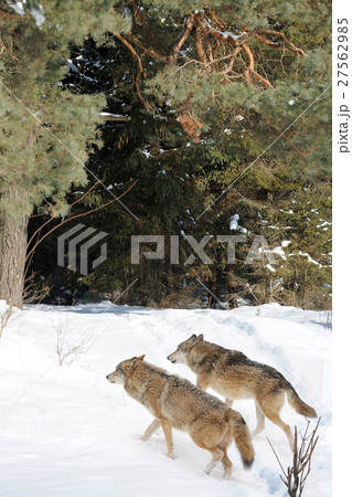 Wolfs 27562985