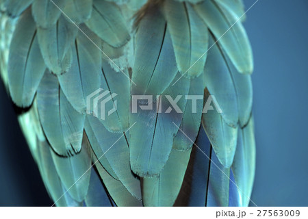 Colorful parrot feathers 27563009