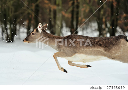 Fallow deer Fallow deer 27563059