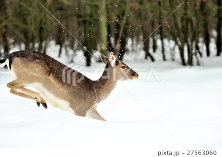 Fallow deer 27563060