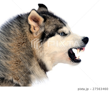 Angry dog Angry dog 27563460