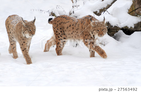 Lynx 27563492