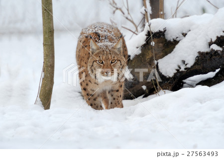 Lynx 27563493