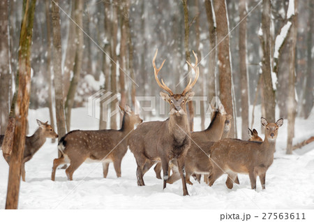 Deer in winter forest Deer in winter forest 27563611