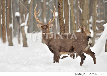 Deer Deer 27563622