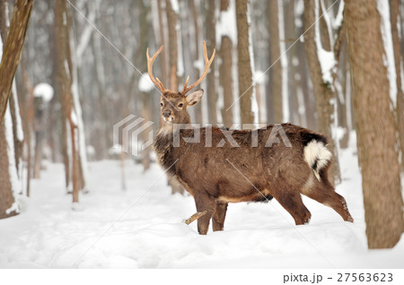 Deer 27563623