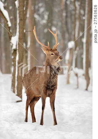 Deer 27563626