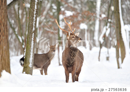 Deer Deer 27563636
