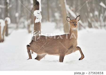 Deer Deer 27563658
