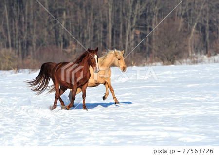 Horse 27563726