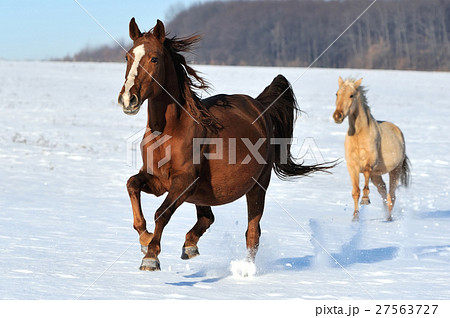 Horse 27563727