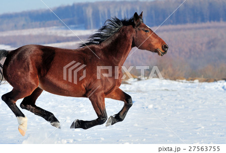 Horse Horse 27563755