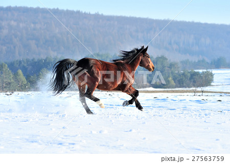 Horse Horse 27563759