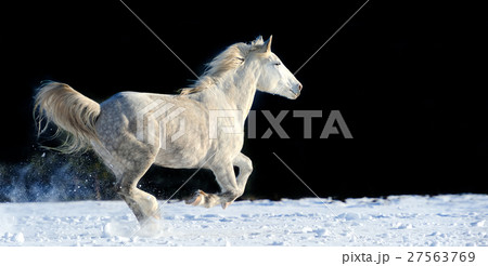 Horse 27563769