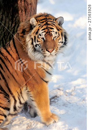 Tiger Tiger 27563926