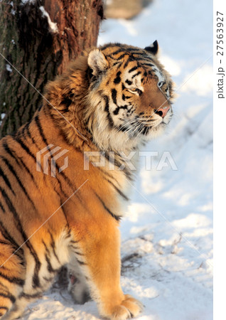 Tiger Tiger 27563927