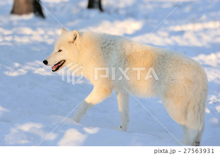 Wolf Wolf 27563931
