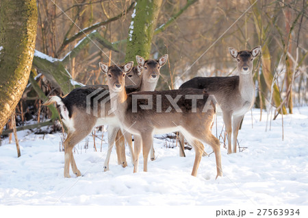 Young deer Young deer 27563934
