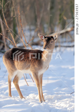 Young deer Young deer 27563937