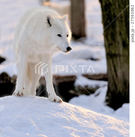 Wolf Wolf 27563962