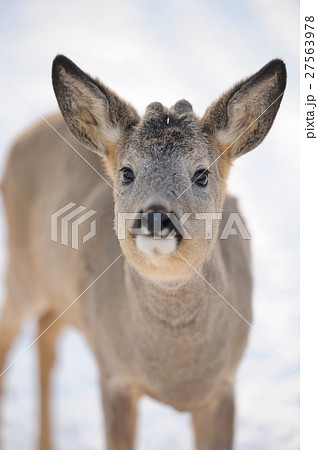 Young deer Young deer 27563978