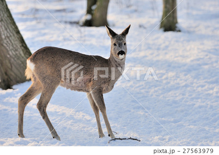 Young deer 27563979