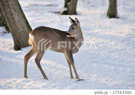 Deer 27563980