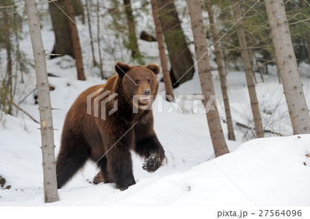 Bear in winter Bear in winter 27564096