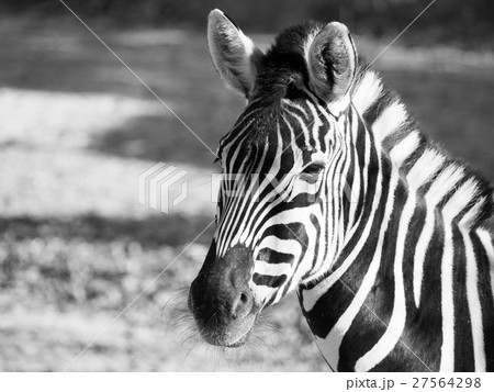 Close-up portrait of Chapman's zebra in black and 27564298