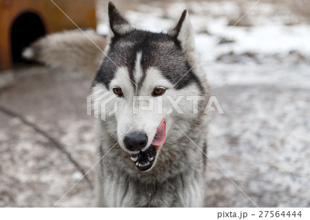 Husky dog in the yard of the village Husky dog in the yard of the village 27564444
