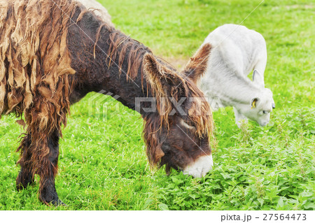 Donkey grazing in a meadow 27564473