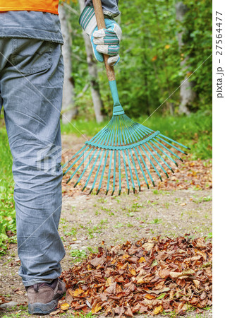 Man with rake near to the fall leaves in park Man with rake near to the fall leaves in park 27564477