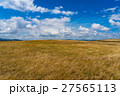 Autumn field with yellow grass on a windy day 27565113