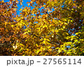 Autumn tree with yellow leaves 27565114