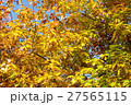 Autumn tree with yellow leaves 27565115