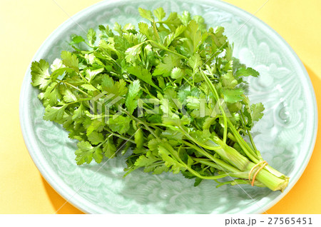 タイの食材ハーブ「パクチー（香菜）」。静岡県産。 27565451