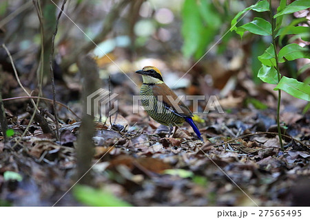 キマユシマヤイロチョウ 27565495